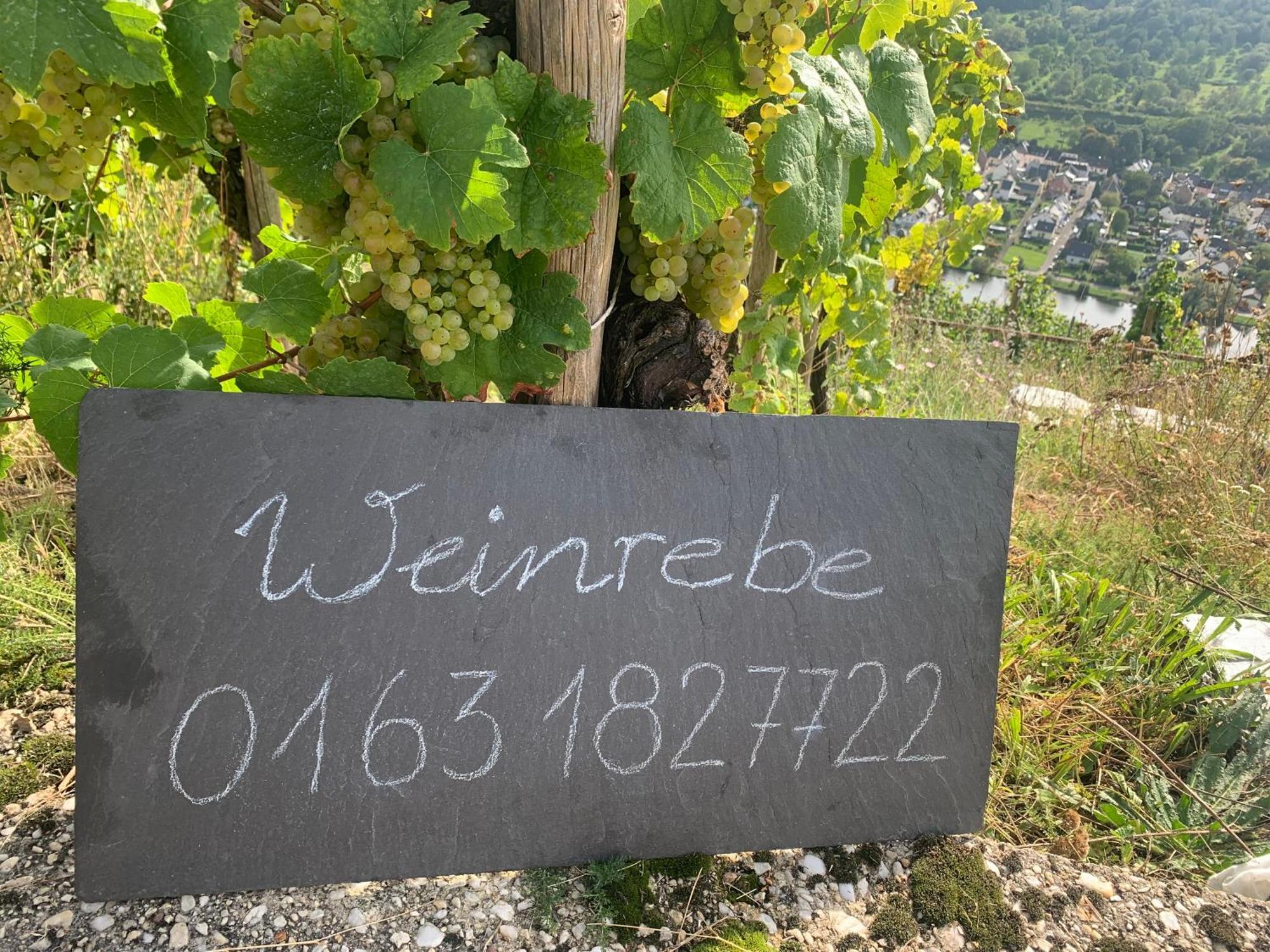 Appartamento Weinrebe Bernkastel-Kues Esterno foto